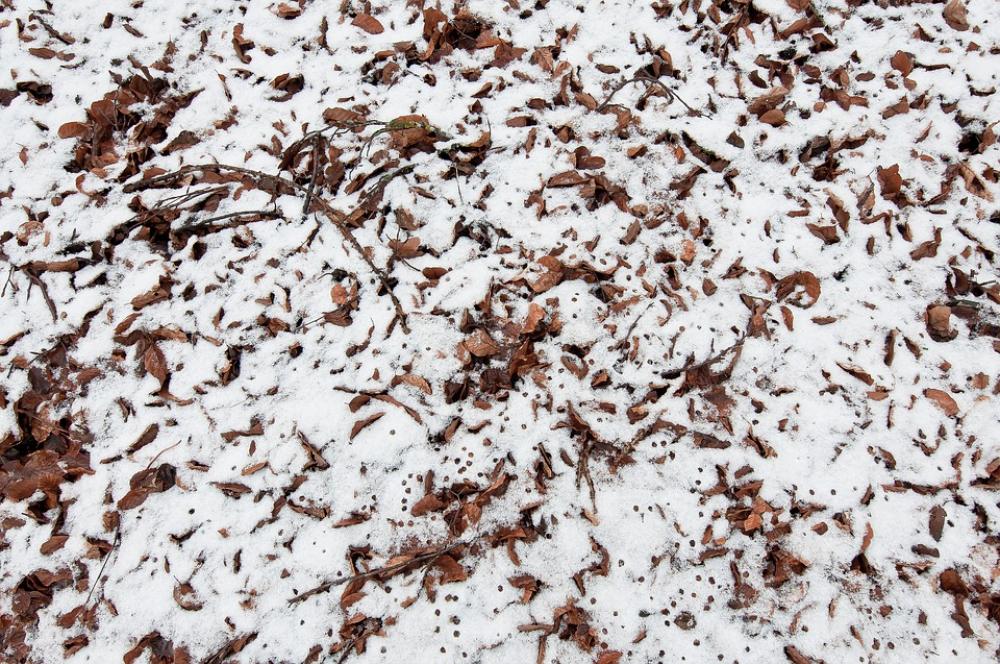 Texture Forest Floor Winter Snow Forest Structure Texture Forest Floor Winter Snow Forest Structure