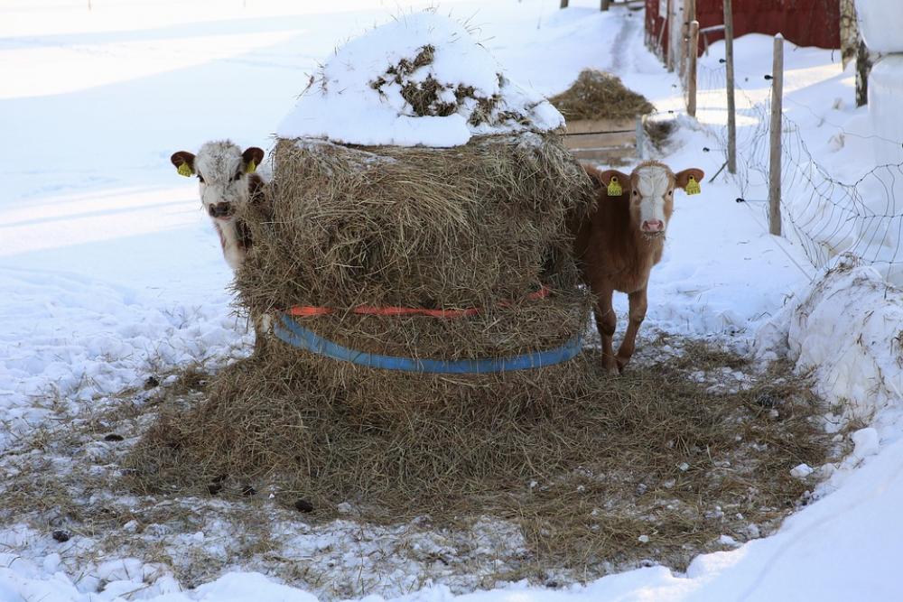 The Cow Bovine A Steer Please Livestock The Cow Bovine A Steer Please Livestock