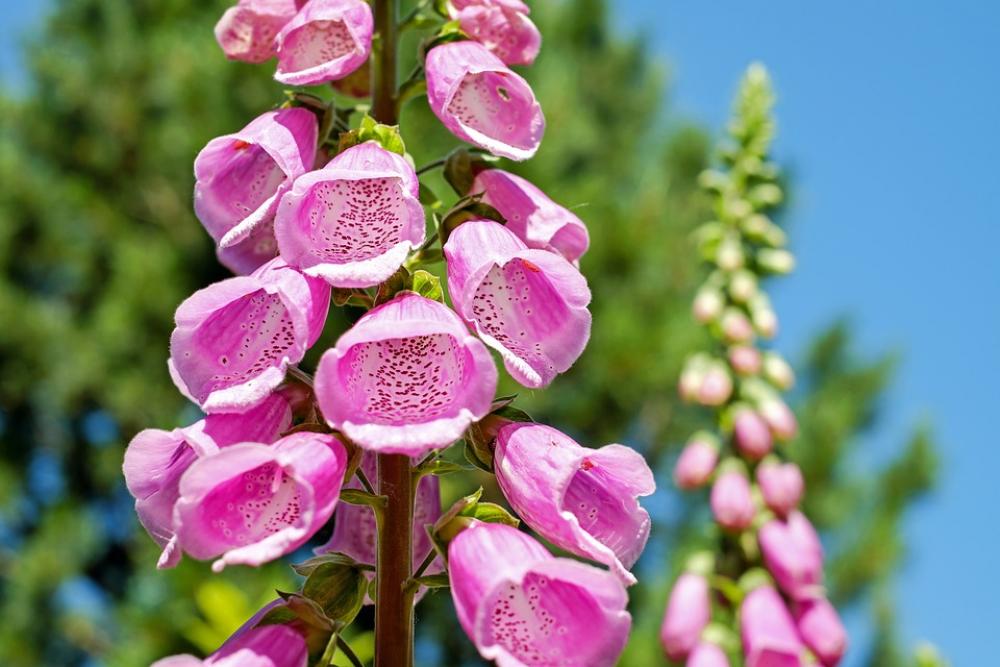 Thimble Flower Blossom Bloom Bloom Pink Bell Thimble Flower Blossom Bloom Bloom Pink Bell