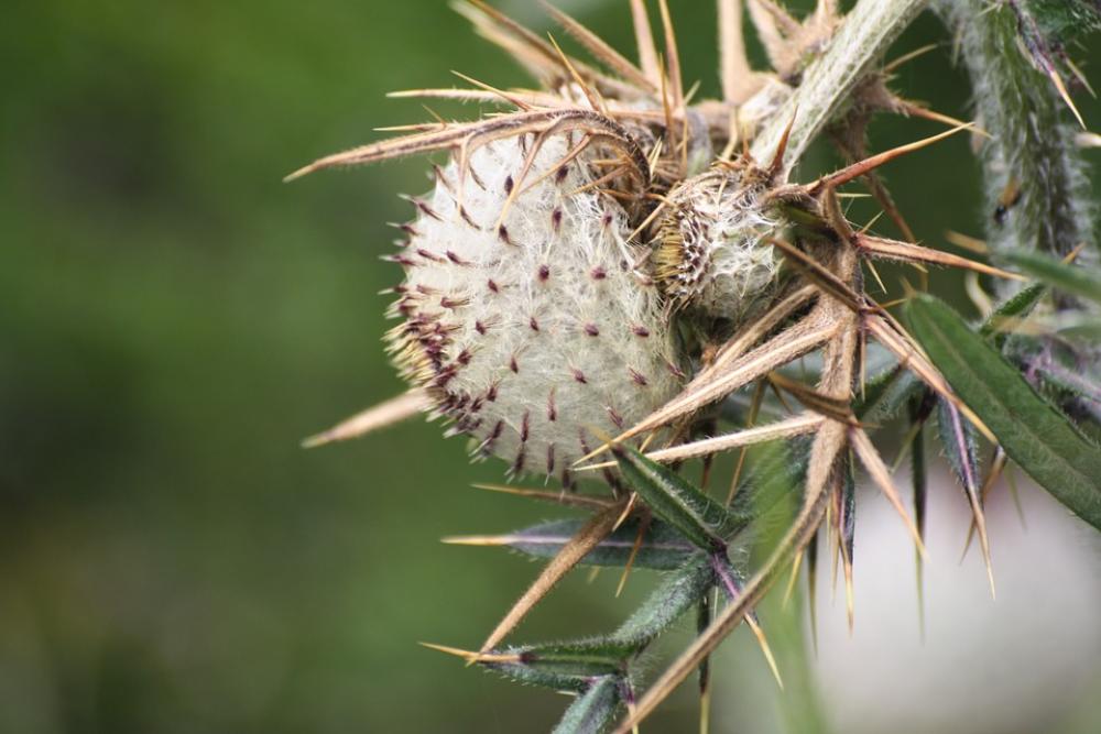 Thistle Summer Mountain Alps France Wild Flower Thistle Summer Mountain Alps France Wild Flower