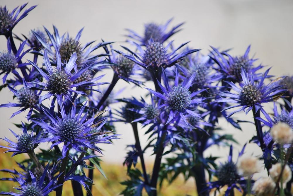 Thistles Flowers Blue Thistles Flowers Blue