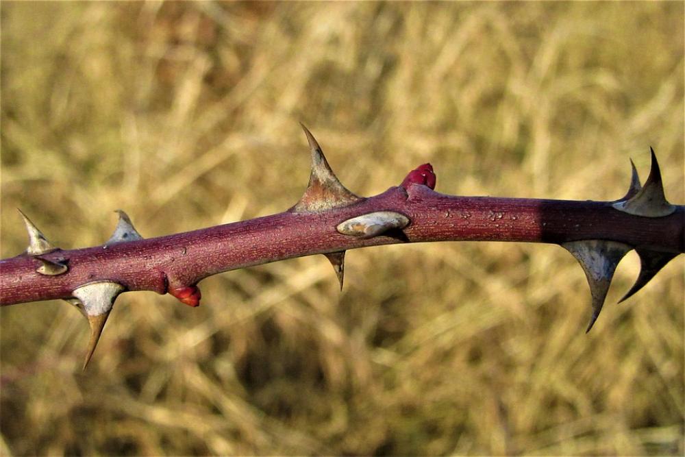 Thorn Button Branch Spring Grow Spines Sharp Thorn Button Branch Spring Grow Spines Sharp