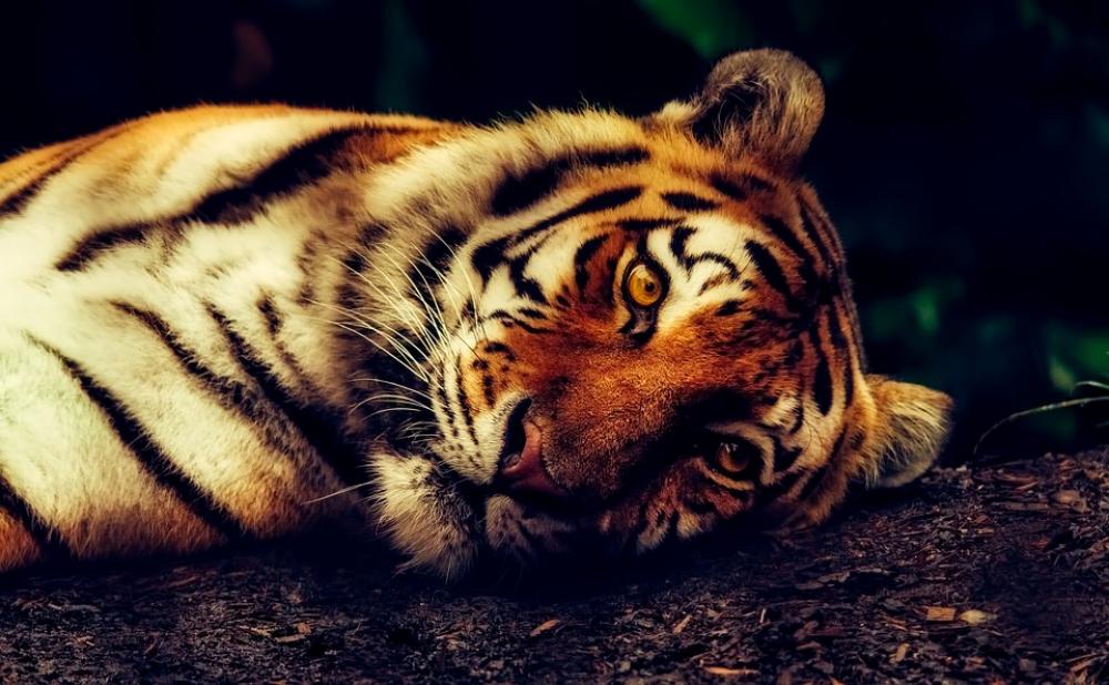 Tiger Animal Wildlife Resting Macro Closeup Tiger Animal Wildlife Resting Macro Closeup