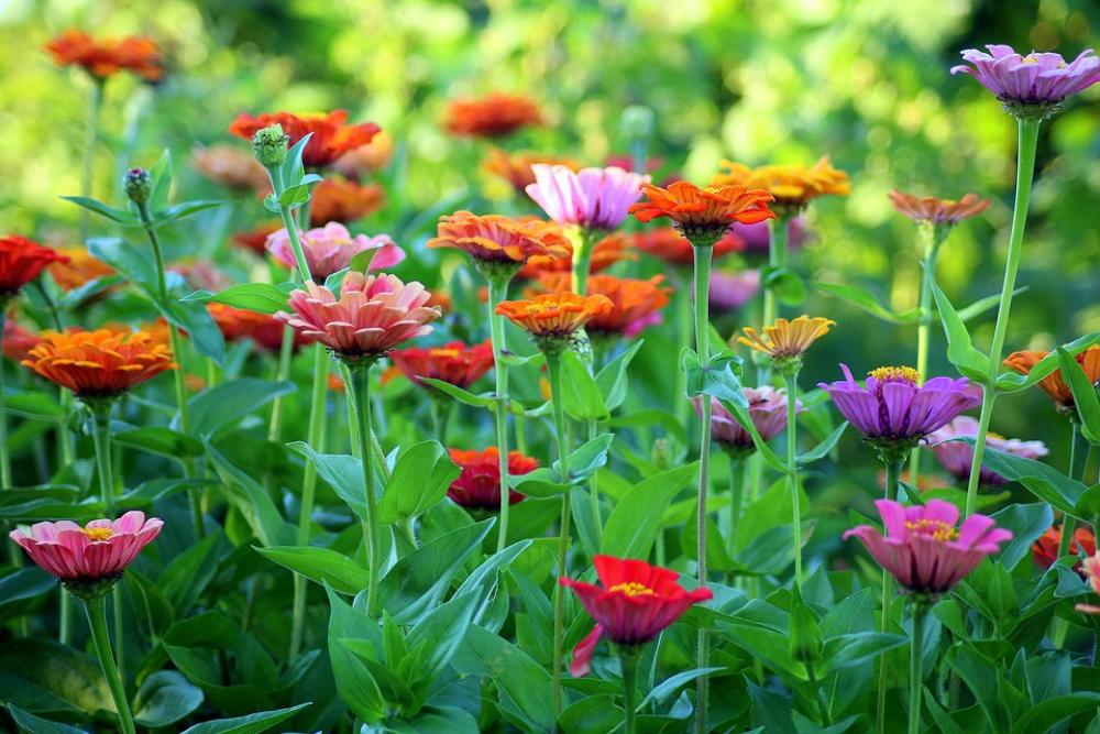Tin Flowers Summer Garden Colorful Nature Flower Tin Flowers Summer Garden Colorful Nature Flower