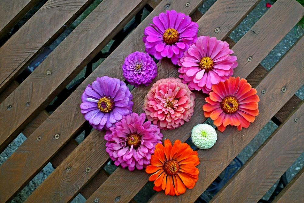 Tin Flowers Colorful Garden Nature Closeup Tin Flowers Colorful Garden Nature Closeup