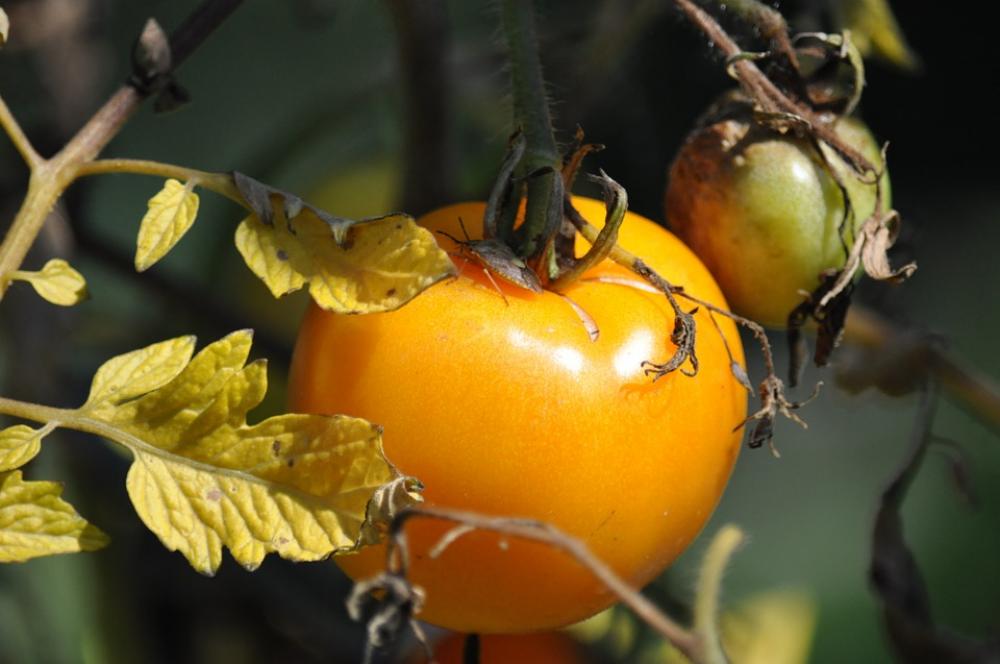 Tomato Garden Autumn Nature Tomato Garden Autumn Nature