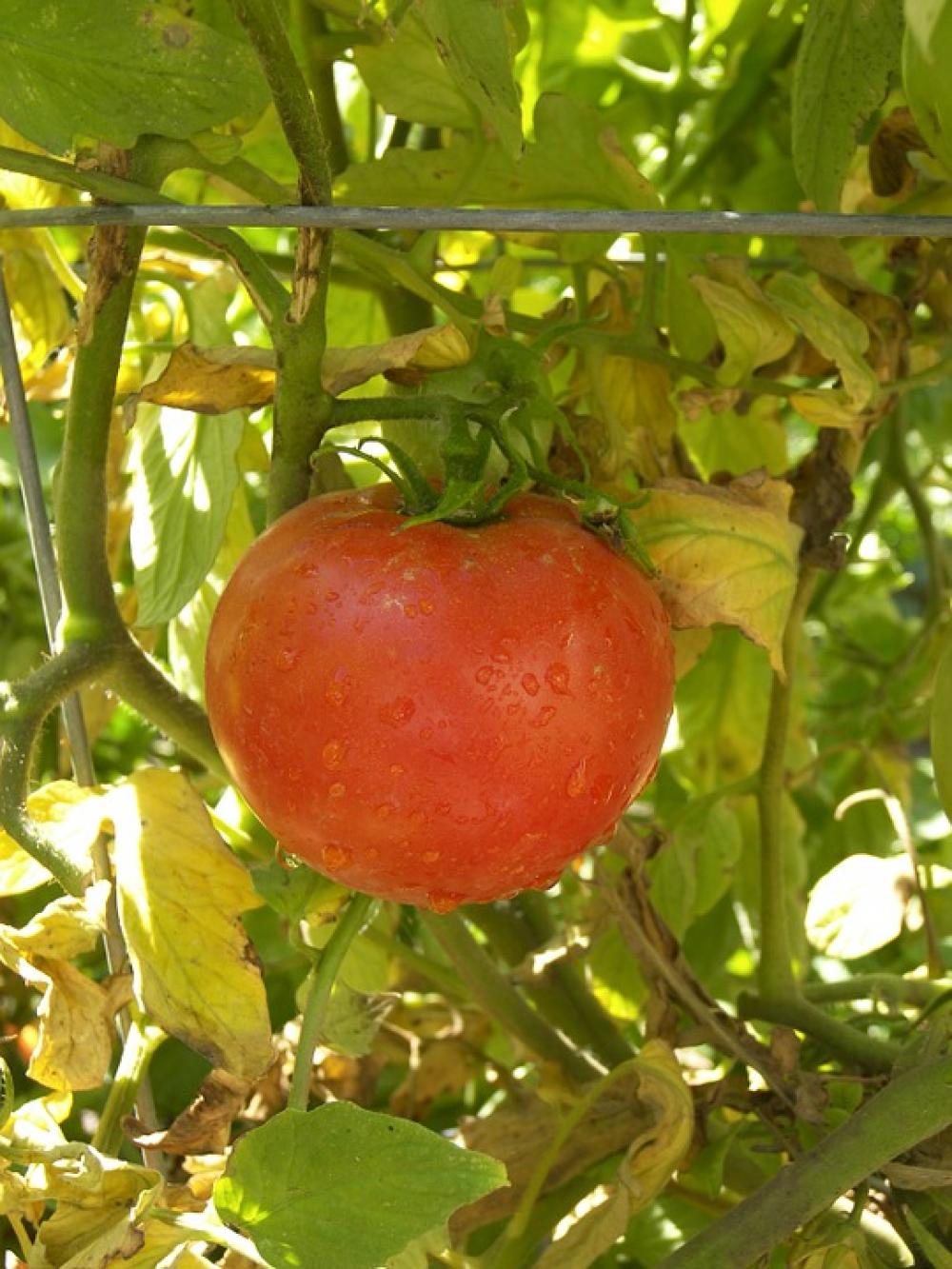 Tomato Food Red Celebrity Tomato Fruit Vegetable Tomato Food Red Celebrity Tomato Fruit Vegetable