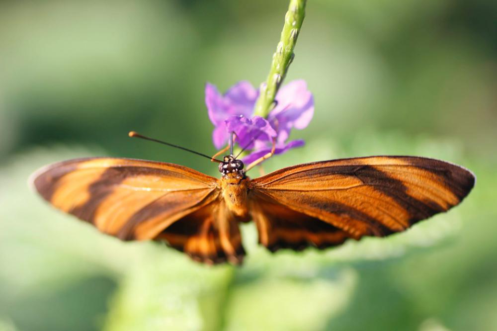 Torch Edelfalter Butterfly Nature Macro Torch Edelfalter Butterfly Nature Macro