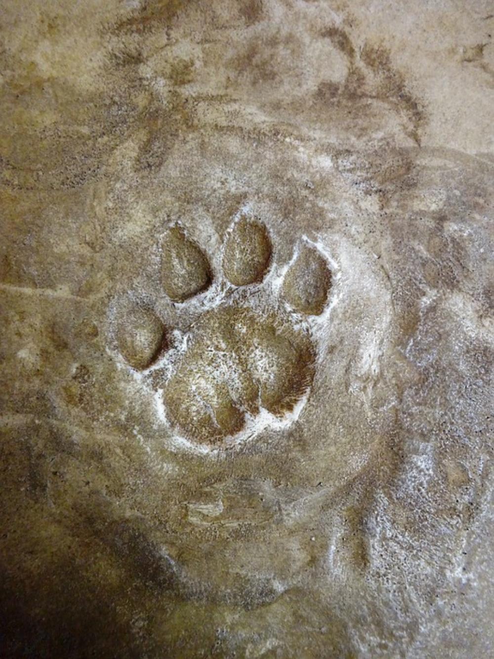 Tracks Footprint Wild Feet Animal Foot Felids Fox Tracks Footprint Wild Feet Animal Foot Felids Fox