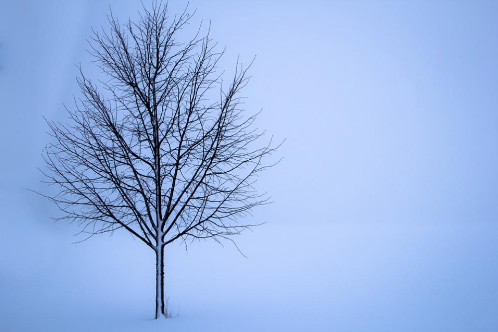 Tree Snow Winter Landscape Loneliness White Frost Tree Snow Winter Landscape Loneliness White Frost