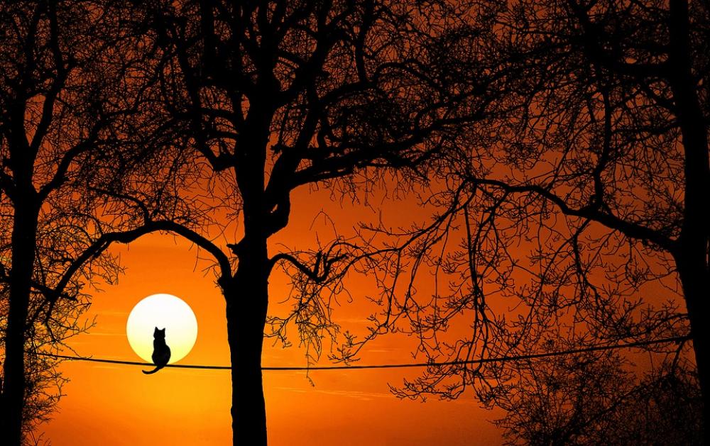 Tree Cat Silhouette Sunset Dawn Dusk Nature Sun Tree Cat Silhouette Sunset Dawn Dusk Nature Sun