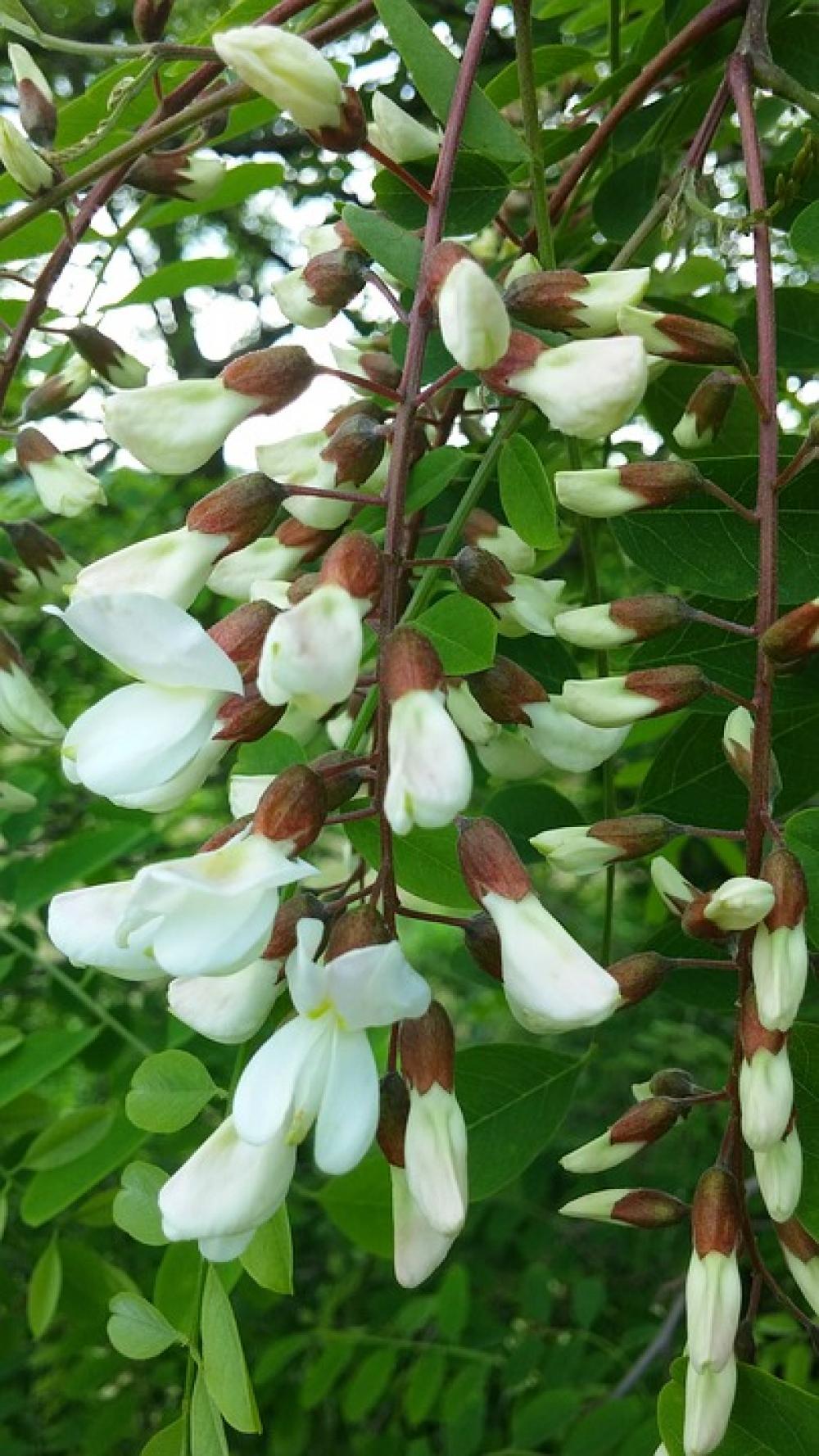 Tree Acacia Flowers Spring Nature Flowering Tree Acacia Flowers Spring Nature Flowering