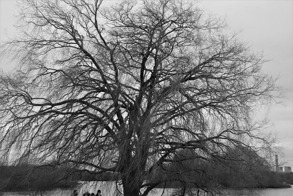Tree Nature Wood Landscape Branches Tree Nature Wood Landscape Branches