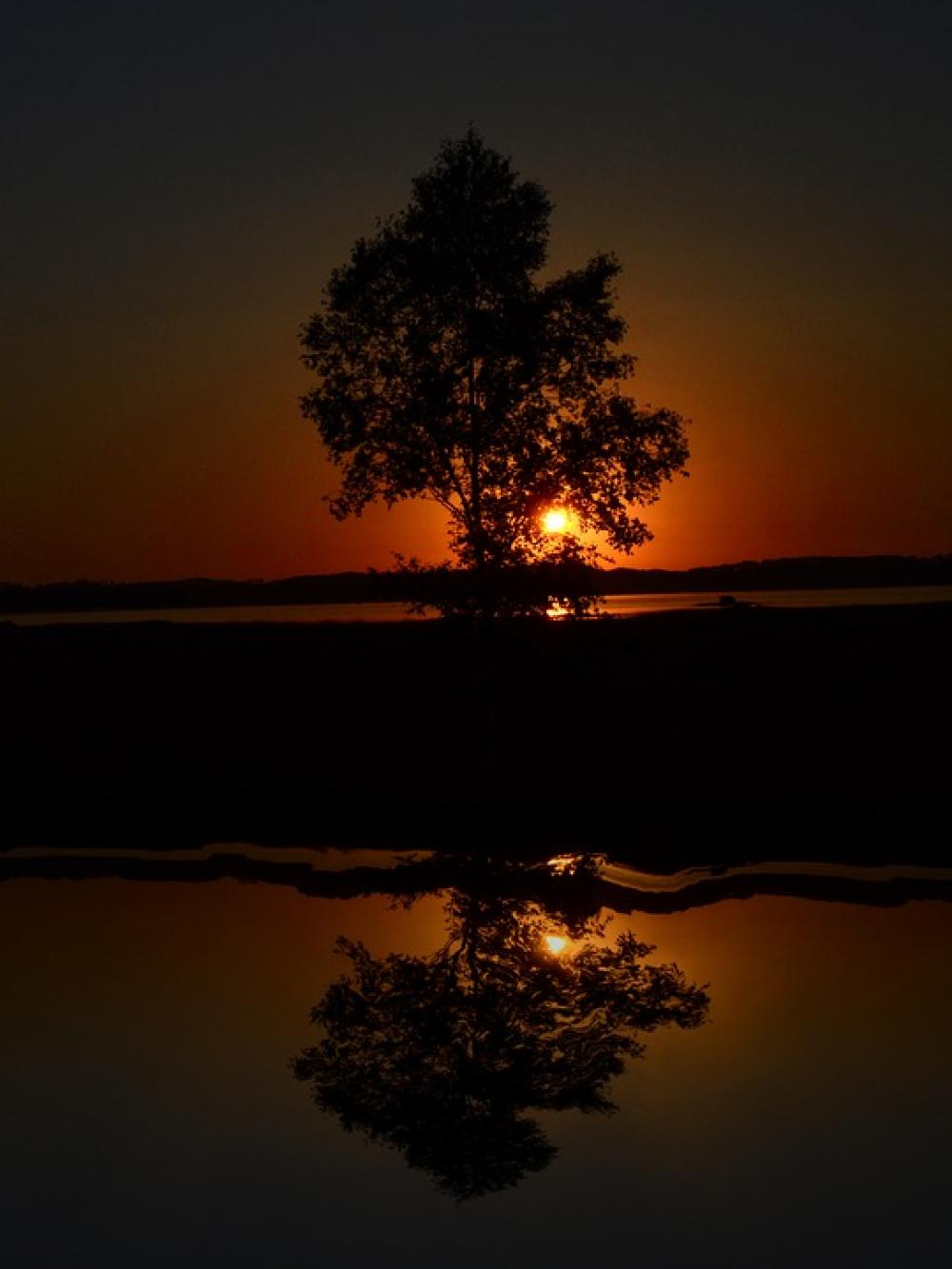 Tree Sunset Nature Evening Atmospheric Tree Sunset Nature Evening Atmospheric
