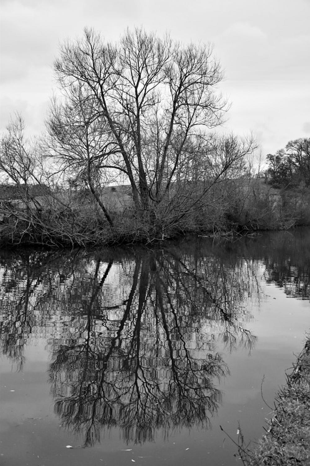 Tree Black And White Landscape Canal Reflection Tree Black And White Landscape Canal Reflection