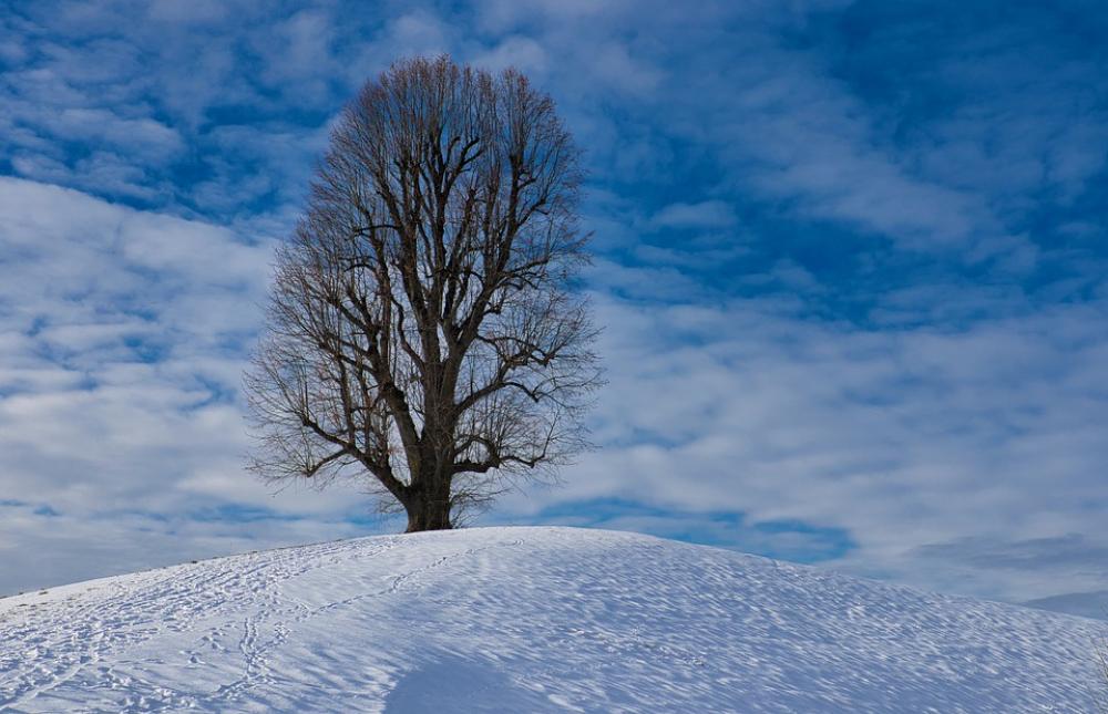 Tree Snow Landscape Wintry Snow Landscape Tree Snow Landscape Wintry Snow Landscape