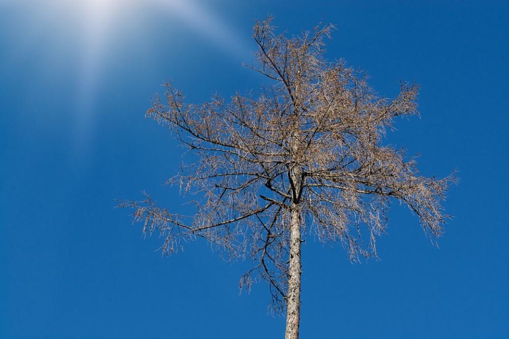 Tree Tree Top Crown Nature Of Course Sky Winter Tree Tree Top Crown Nature Of Course Sky Winter