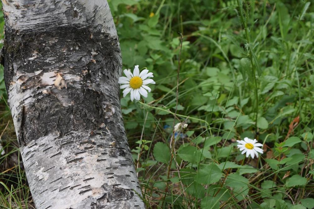 Tree Flower Daisy Bloom Nature White Outdoors Tree Flower Daisy Bloom Nature White Outdoors