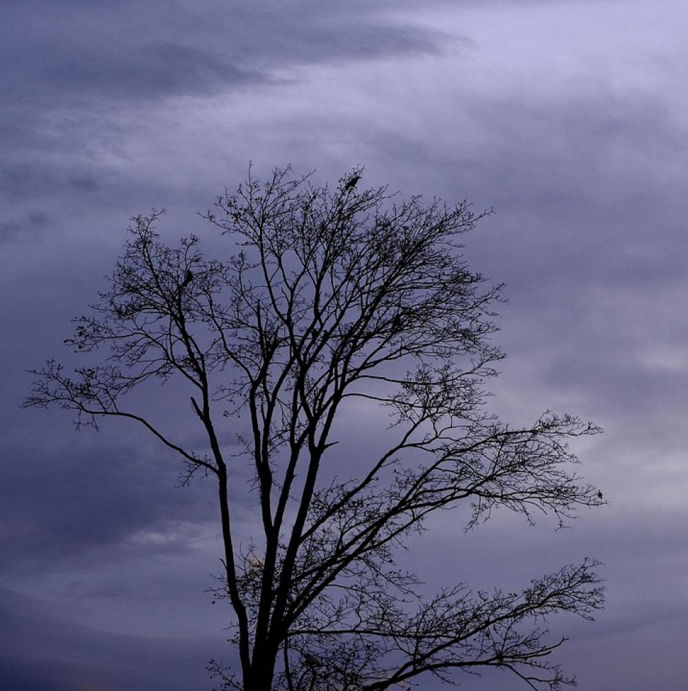 Tree Crown Sky Nature Tree Crown Sky Nature