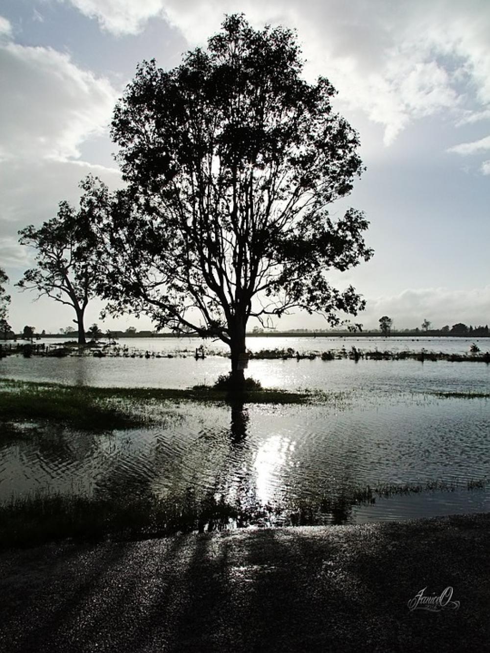 Tree Water Morning Nature Summer Landscape Sky Tree Water Morning Nature Summer Landscape Sky