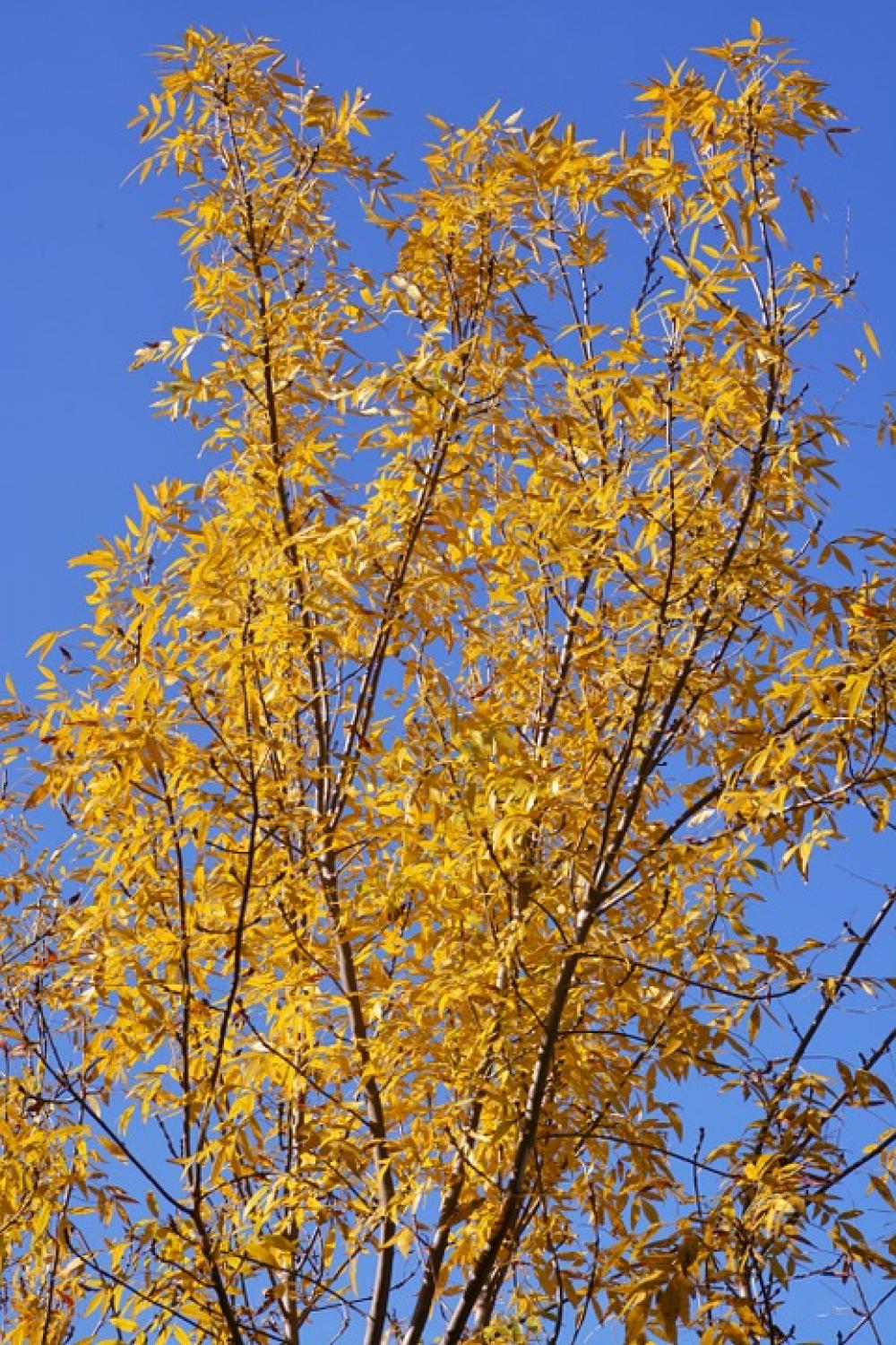 Tree Yellow Sky Nature Tree Yellow Sky Nature