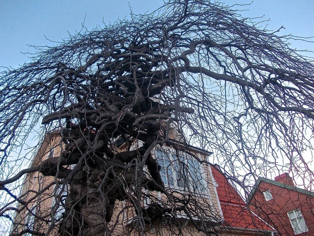 Tree Medusa Facade Gamla Enskede Stockholm Tree Medusa Facade Gamla Enskede Stockholm