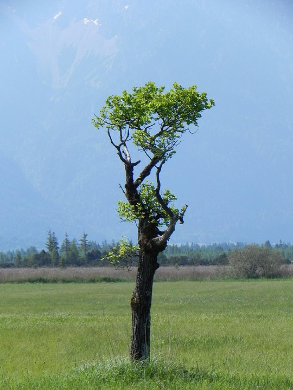 Tree Landscape Grove Tree Landscape Grove