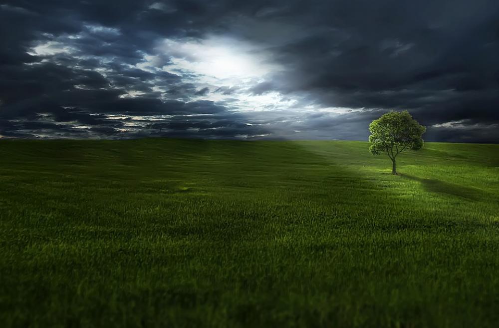 Tree Meadow Clouds Grass Landscape Outdoors Tree Meadow Clouds Grass Landscape Outdoors