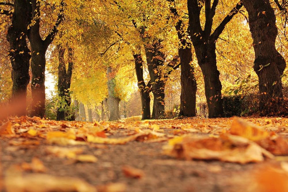 Trees Avenue Autumn Away Mood Outdoor Fall Leaves Trees Avenue Autumn Away Mood Outdoor Fall Leaves