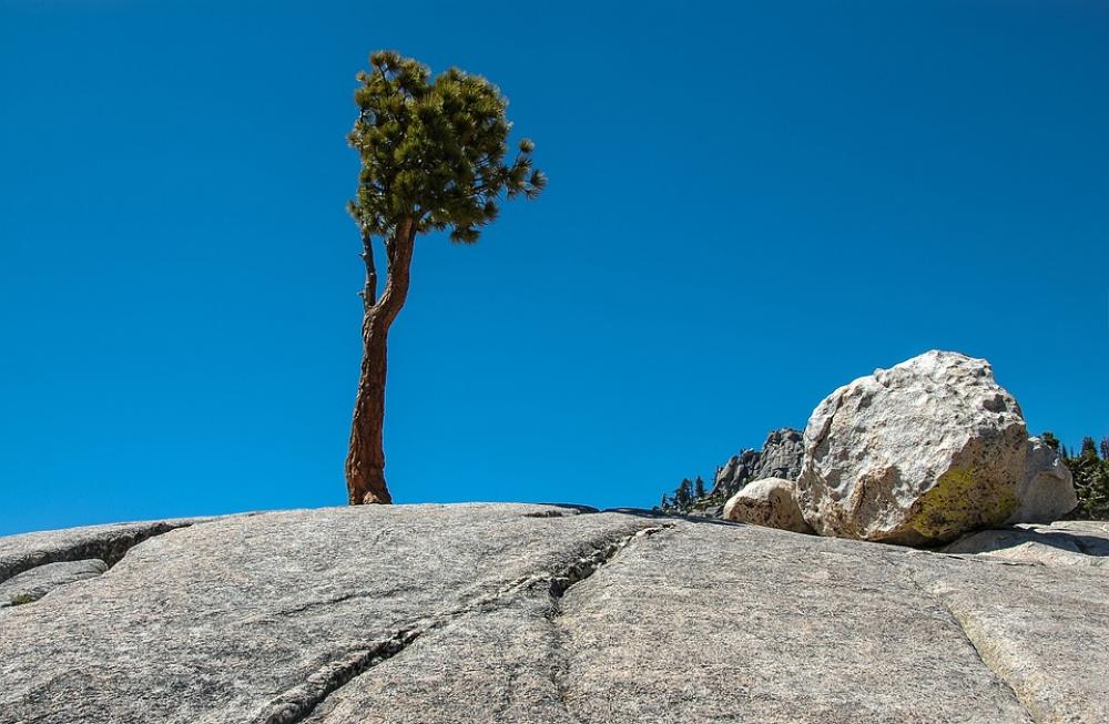 Trees Rock Scenic Tioga Pass Usa Yosemite Trees Rock Scenic Tioga Pass Usa Yosemite