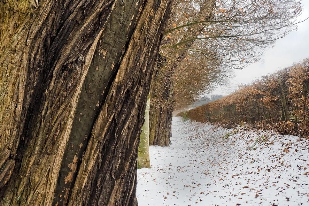 Trees Oak Nature Wood Forest Landscape Bark Trees Oak Nature Wood Forest Landscape Bark