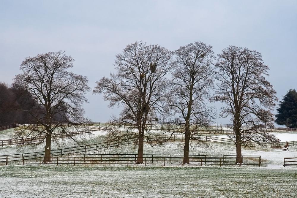 Trees Winter Snow Nature Landscape Cold Wintry Trees Winter Snow Nature Landscape Cold Wintry