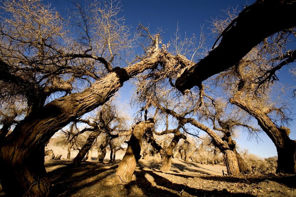 Trees Winter Ejina Trees Winter Ejina