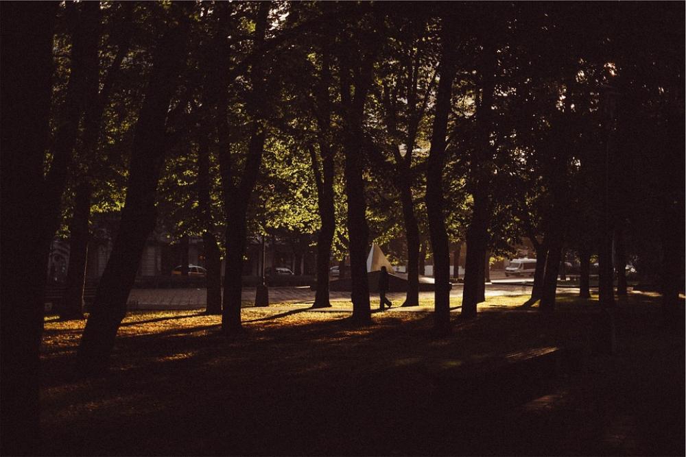 Trees Park Urban Silhouettes Nature Dark Shadows Trees Park Urban Silhouettes Nature Dark Shadows