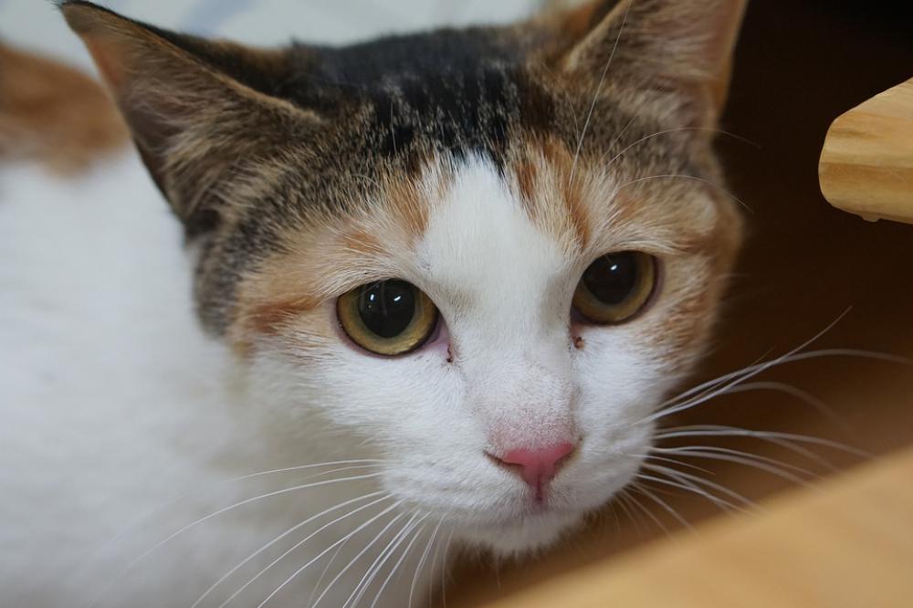 Tricolor Cat Baby Cats Gilnyangyi Pet Animal Tricolor Cat Baby Cats Gilnyangyi Pet Animal
