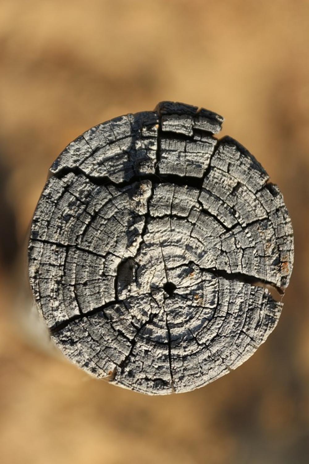 Trunk Wood Nature Landscape Branches Lena Tree Trunk Wood Nature Landscape Branches Lena Tree