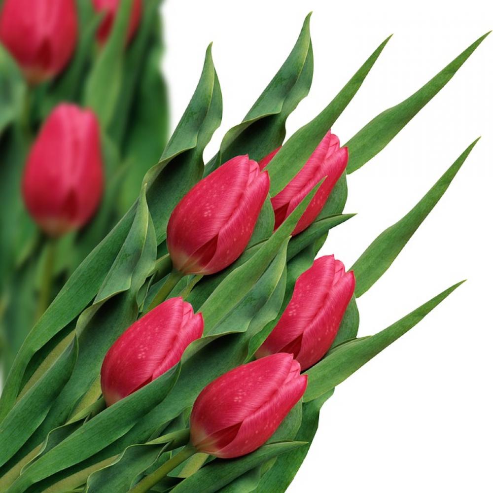 Tulip Tulips Flowers Spring Plant White Background Tulip Tulips Flowers Spring Plant White Background