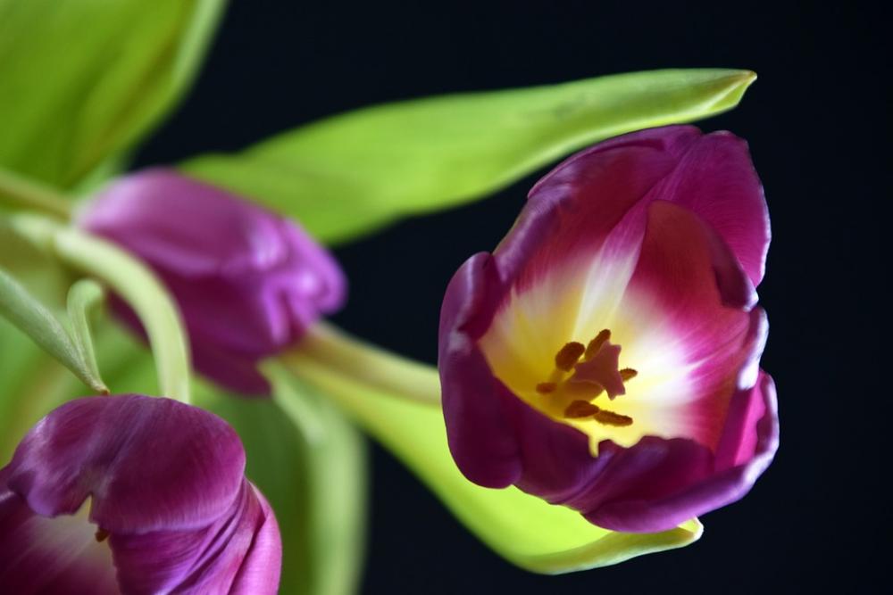 Tulip Plant Flowers Tulips Spring Garden Blossom Tulip Plant Flowers Tulips Spring Garden Blossom