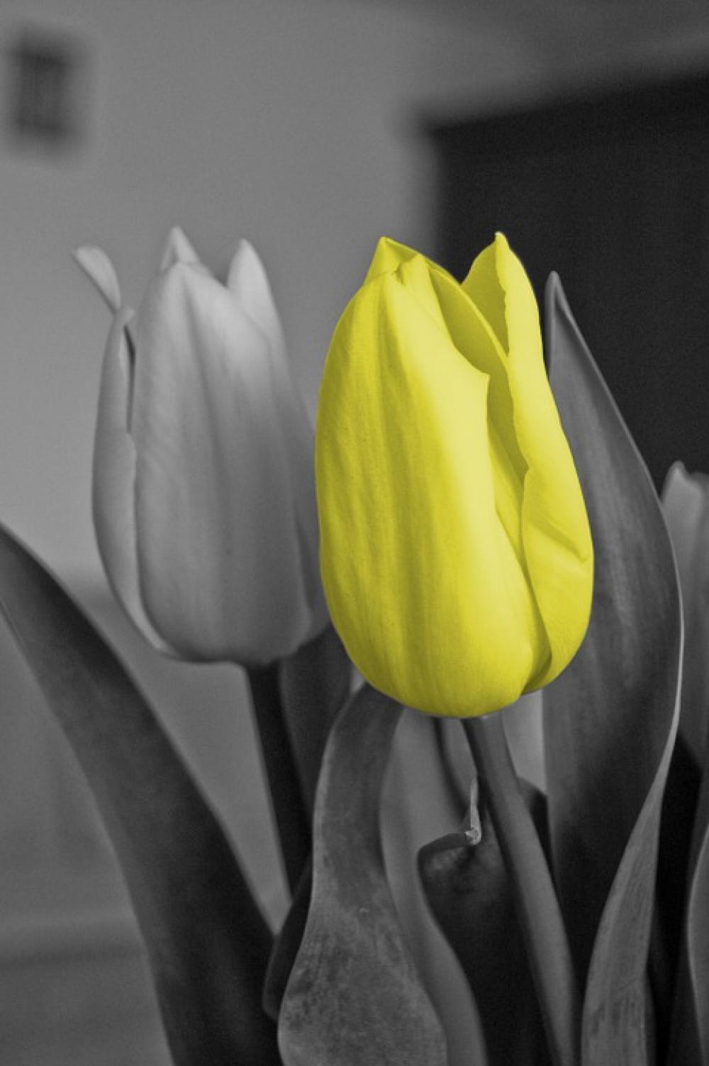 Tulip Yellow Flower Black Gray Color Tulip Yellow Flower Black Gray Color