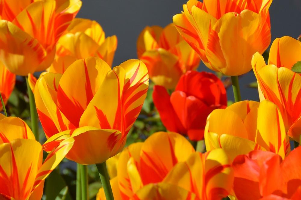 Tulips Tulip Flower Flowers Red Yellow Orange Tulips Tulip Flower Flowers Red Yellow Orange