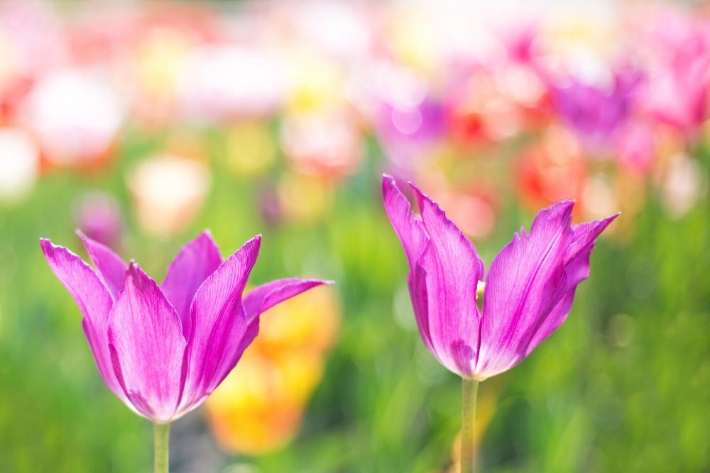 Tulips Pink Garden Spring Flowers Floral Nature Tulips Pink Garden Spring Flowers Floral Nature