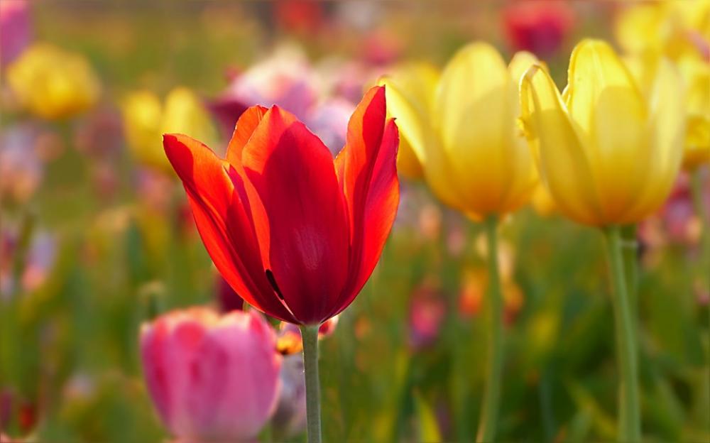 Tulips Flowers Plant Tulipa Colorful Tulip Field Tulips Flowers Plant Tulipa Colorful Tulip Field