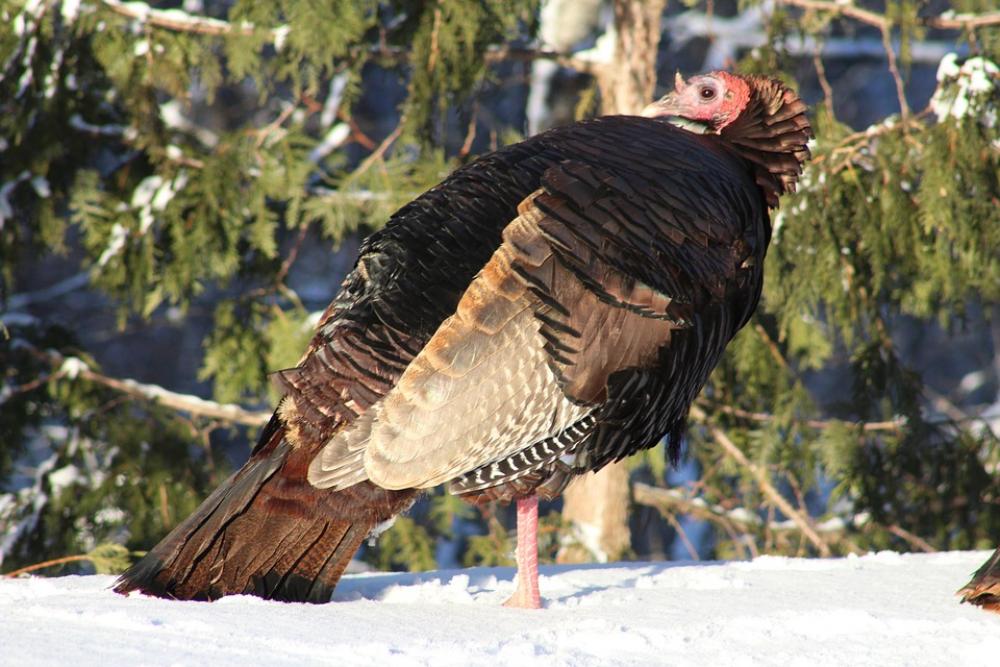 Turkey Female Hen Single Woods Nature Forest Turkey Female Hen Single Woods Nature Forest