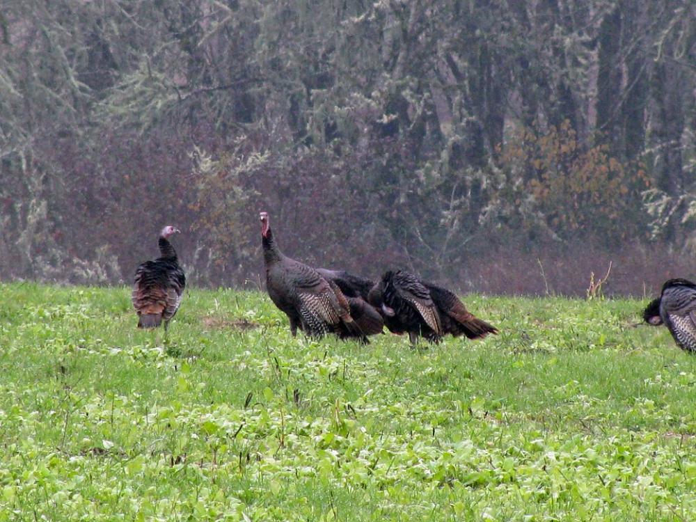 Turkey Wild Turkey Gobbler Nature Bird Wild Turkey Wild Turkey Gobbler Nature Bird Wild
