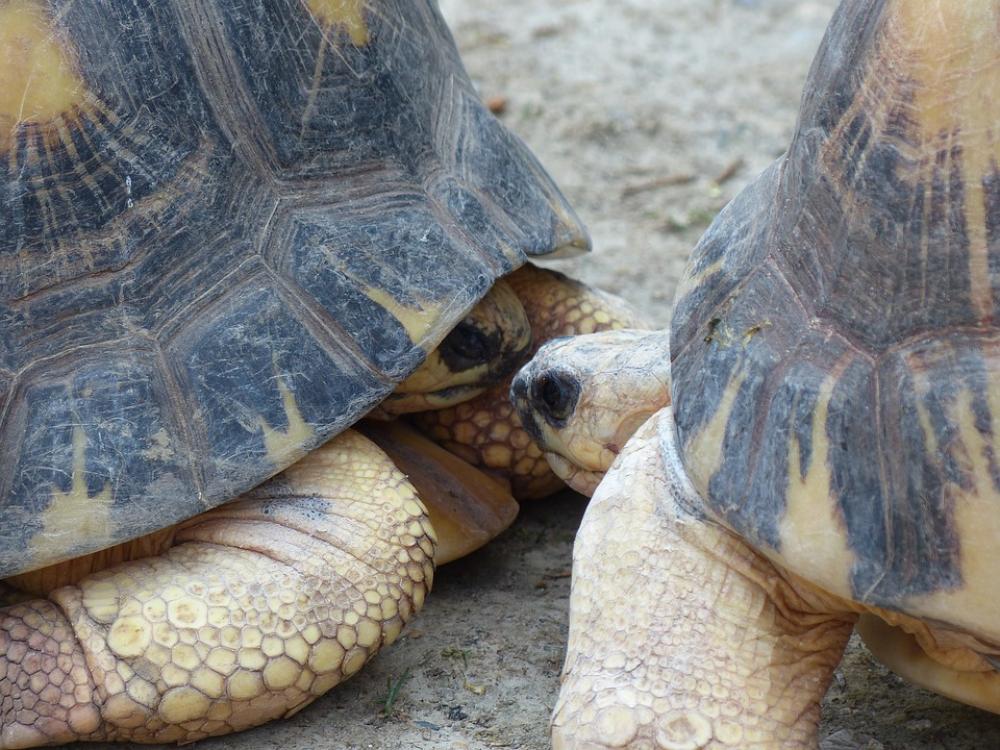 Turtle Turtles Kiss Couple Meeting Face-To-Face Turtle Turtles Kiss Couple Meeting Face-To-Face