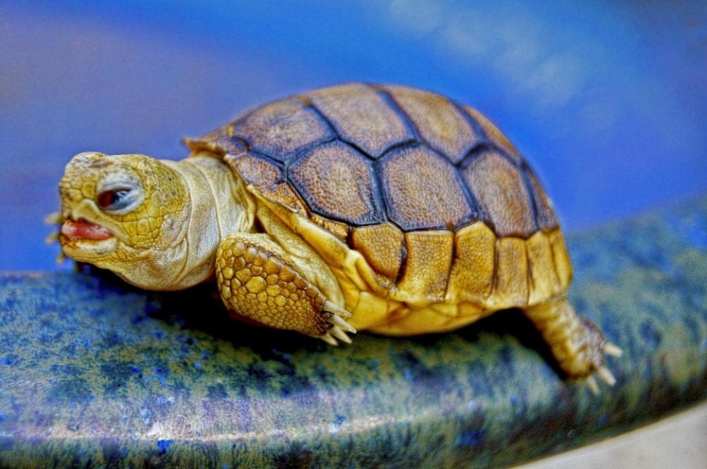 Turtle Animal Reptile Baby Blue Turtle Animal Reptile Baby Blue
