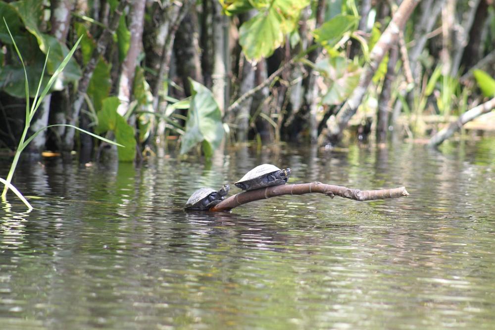 Turtles Amazon River Ecuador Landscape Nature Turtles Amazon River Ecuador Landscape Nature