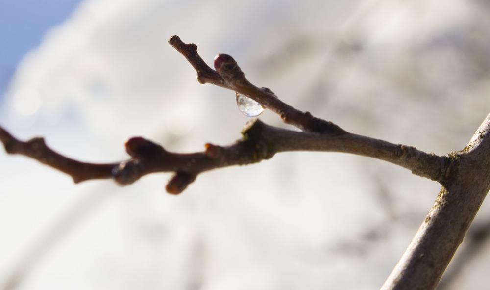 Twig Snow Drop Twig Snow Drop