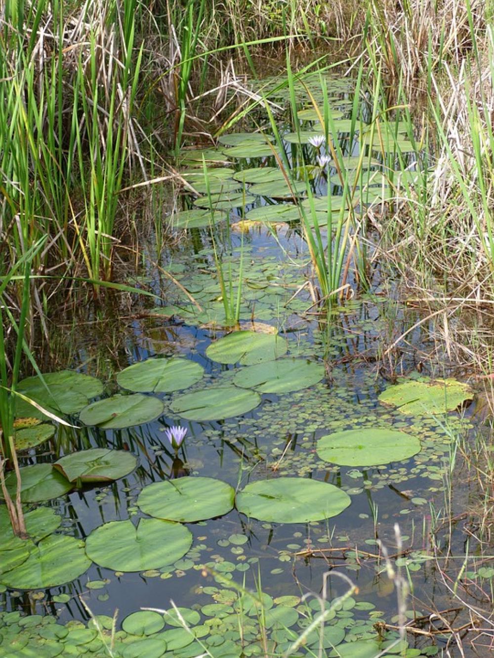 Victoria Regia Plant Vegetation Vitória Régia Victoria Regia Plant Vegetation Vitória Régia
