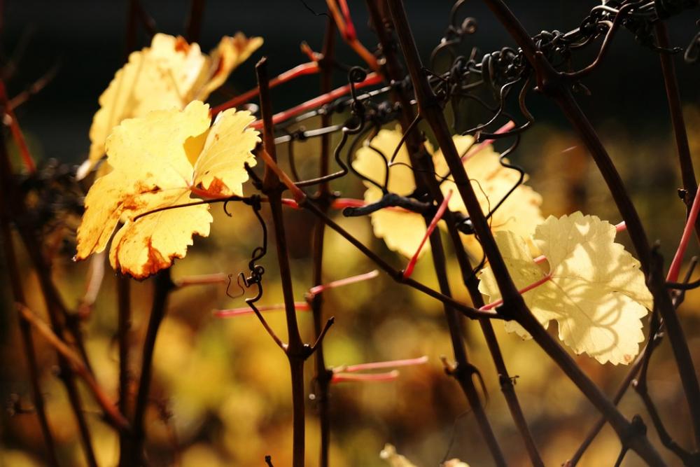 Vine Leaf Autumn Yellow Golden Autumn Wine Vine Leaf Autumn Yellow Golden Autumn Wine
